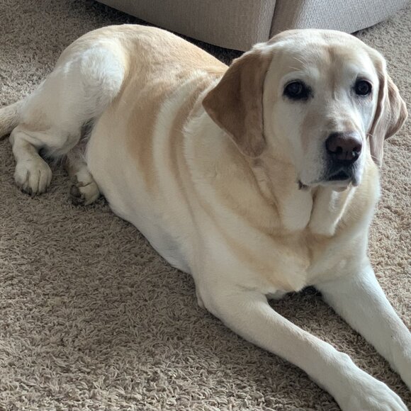 🥰♥️LIVE SHOW Notification- Carey is LIVE!!! 🥰 ♥️CPUWAL is LIVE!♥️🥰 - Picture 9 of 16